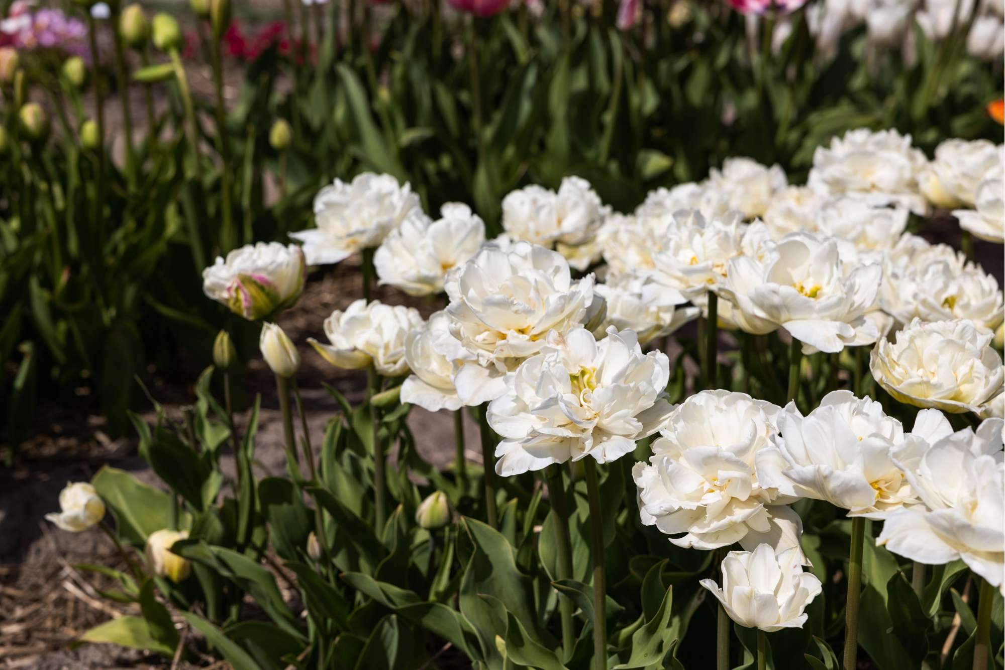 Tulpe 'Mount Tacoma'